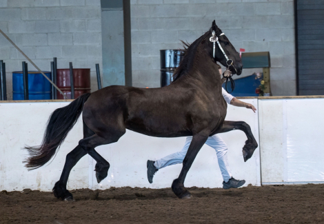 HorseID: 2301895 Marilee HHF - PhotoID: 1083894