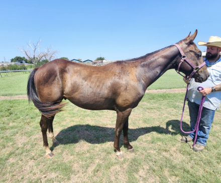 HorseID: 2301898 Platinums Royal Boon - PhotoID: 1084108