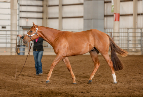 HorseID: 2301900 Jaksonssudenlysure - PhotoID: 1083899