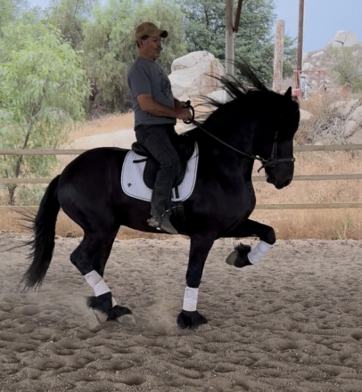 HorseID: 2301901 Global - PhotoID: 1083900