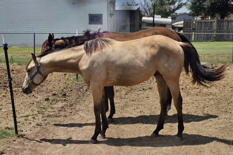 HorseID: 2301904 RAW Lil Drifter - PhotoID: 1084109