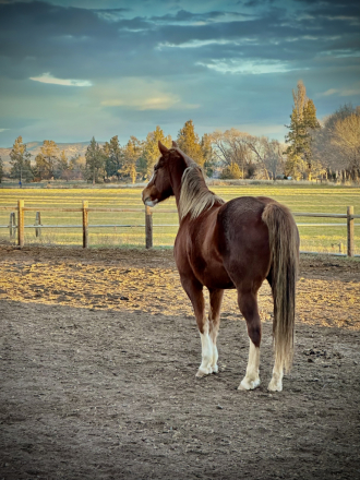 HorseID: 2301907 Misty‘s Strawberry Belle - PhotoID: 1083914