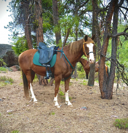 HorseID: 2301907 Misty‘s Strawberry Belle - PhotoID: 1083915