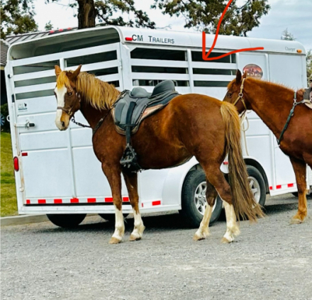 HorseID: 2301907 Misty‘s Strawberry Belle - PhotoID: 1083916