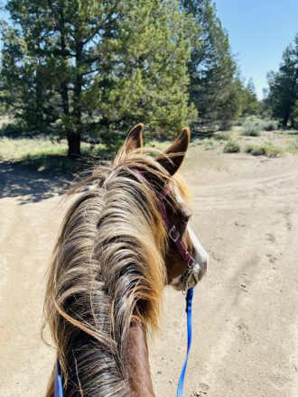 HorseID: 2301907 Misty‘s Strawberry Belle - PhotoID: 1083918