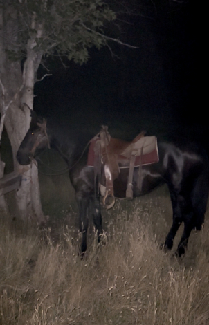 HorseID: 2301910 Charlotte - PhotoID: 1083907