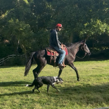 HorseID: 2301910 Charlotte - PhotoID: 1083908