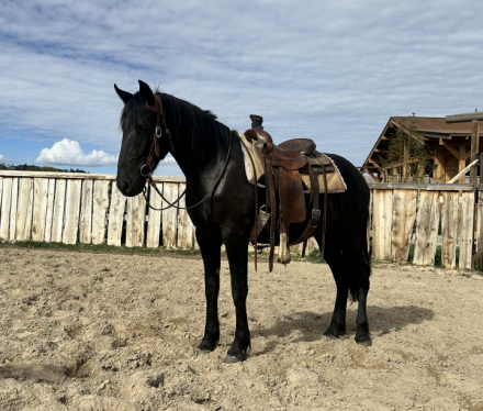 HorseID: 2301910 Charlotte - PhotoID: 1083906