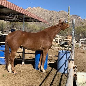 HorseID: 2301911 Westphalian Gelding - PhotoID: 1083910