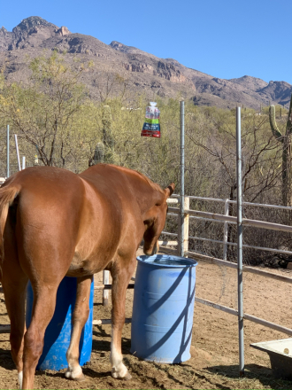 HorseID: 2301911 Westphalian Gelding - PhotoID: 1083911