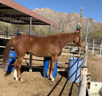 HorseID: 2301911 Westphalian Gelding - PhotoID: 1083912