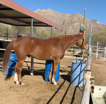 HorseID: 2301911 Westphalian Gelding - PhotoID: 1083913