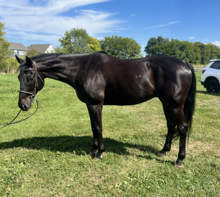 HorseID: 2301914 Next On The Deck - PhotoID: 1083921