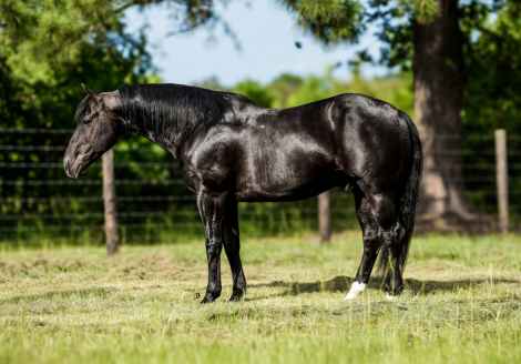 HorseID: 2301920 Norfleet Aftermidnite - PhotoID: 1083923