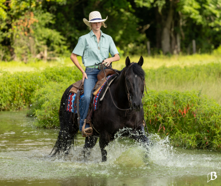 HorseID: 2301920 Norfleet Aftermidnite - PhotoID: 1083924