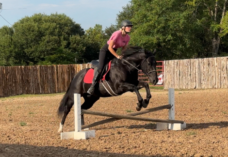 HorseID: 2301920 Norfleet Aftermidnite - PhotoID: 1083925