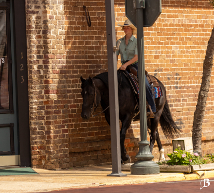 HorseID: 2301920 Norfleet Aftermidnite - PhotoID: 1083926