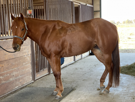 HorseID: 2301923 Sundae Brunch - PhotoID: 1083927