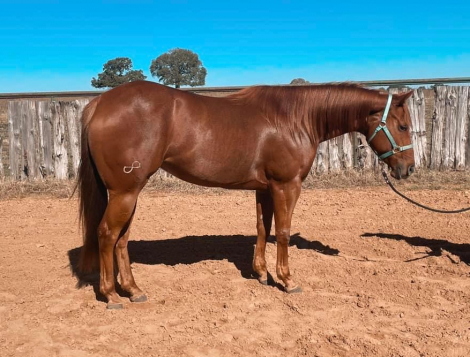 HorseID: 2301923 Sundae Brunch - PhotoID: 1083929