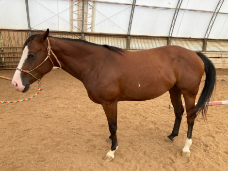 HorseID: 2301926 RB STYLIN LASS CLU - PhotoID: 1083931