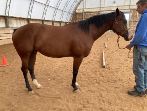 HorseID: 2301926 RB STYLIN LASS CLU - PhotoID: 1083932