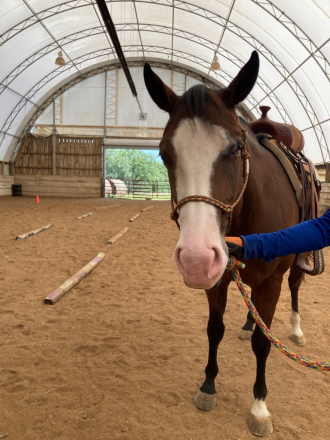 HorseID: 2301926 RB STYLIN LASS CLU - PhotoID: 1083933