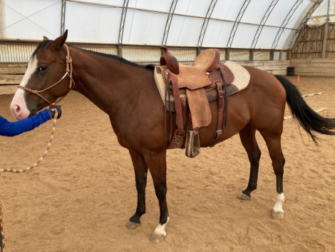 HorseID: 2301926 RB STYLIN LASS CLU - PhotoID: 1083934