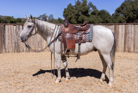 HorseID: 2301931 FLINT - PhotoID: 1083939
