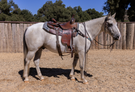 HorseID: 2301931 FLINT - PhotoID: 1083940