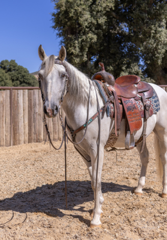 HorseID: 2301931 FLINT - PhotoID: 1083941