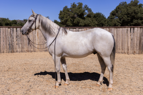 HorseID: 2301931 FLINT - PhotoID: 1083942