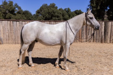 HorseID: 2301931 FLINT - PhotoID: 1083943