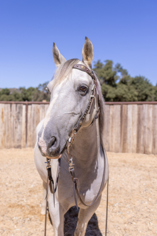HorseID: 2301931 FLINT - PhotoID: 1083944