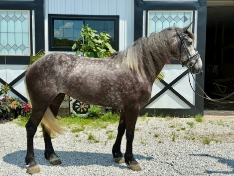 HorseID: 2301932 Tra La La - PhotoID: 1083948