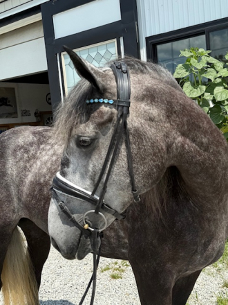 HorseID: 2301932 Tra La La - PhotoID: 1083949