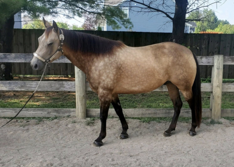 HorseID: 2301933 Cisco - PhotoID: 1083950