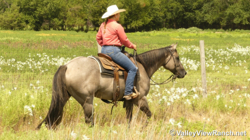 HorseID: 2301942 Misty Blue Dunit - PhotoID: 1083958