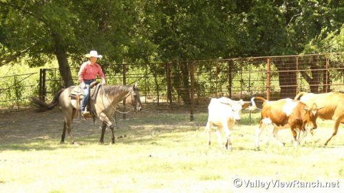 HorseID: 2301942 Misty Blue Dunit - PhotoID: 1083959