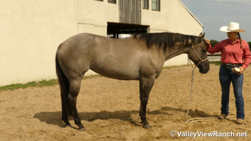 HorseID: 2301942 Misty Blue Dunit - PhotoID: 1083960