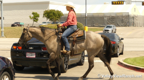 HorseID: 2301942 Misty Blue Dunit - PhotoID: 1083961