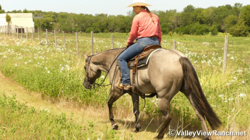 HorseID: 2301942 Misty Blue Dunit - PhotoID: 1083962
