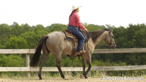 HorseID: 2301942 Misty Blue Dunit - PhotoID: 1083963