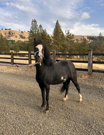 HorseID: 2301943 Equitots Apache Legacy - PhotoID: 1083964