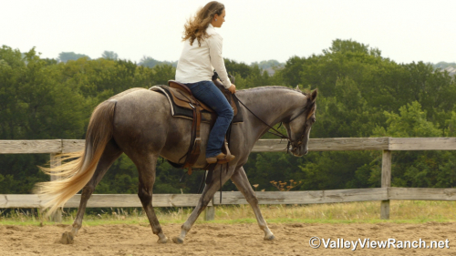 HorseID: 2301945 Idbartendnhollywood - PhotoID: 1083965