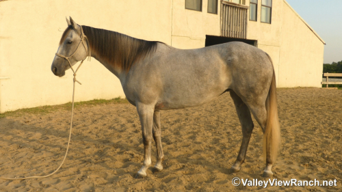 HorseID: 2301945 Idbartendnhollywood - PhotoID: 1083966