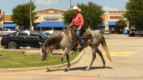 HorseID: 2301945 Idbartendnhollywood - PhotoID: 1083967