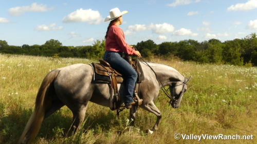 HorseID: 2301945 Idbartendnhollywood - PhotoID: 1083968