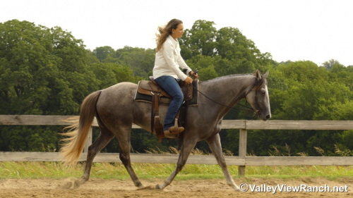 HorseID: 2301945 Idbartendnhollywood - PhotoID: 1083969