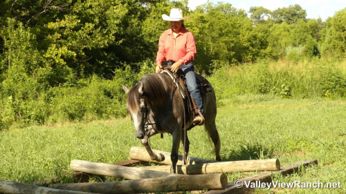 HorseID: 2301945 Idbartendnhollywood - PhotoID: 1083970