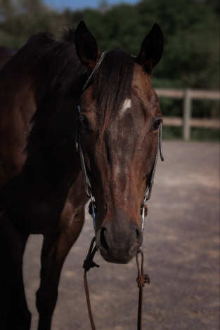 HorseID: 2301949 Manny - PhotoID: 1083976